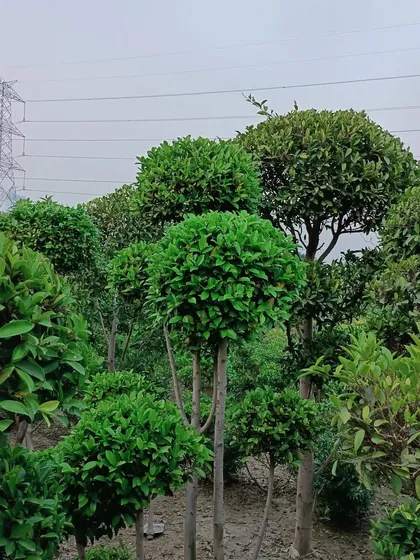 We work with a variety of plants to create topiary art. These ficus plants are shaped into lollipop forms, perfect for adding a touch of elegance and structure to any garden space.