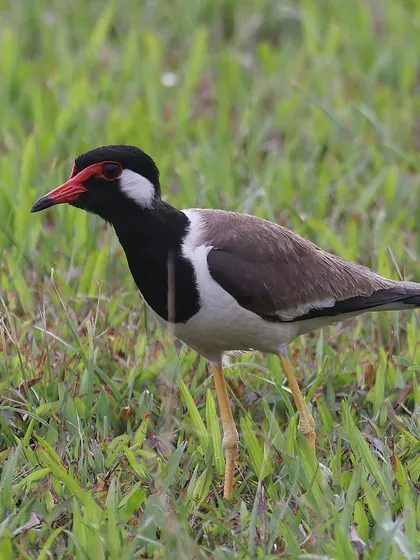 The Red-wattled Lapwing is a common resident bird in Singapore, easily identified by the red, fleshy wattle in front of its eyes. This one was photographed foraging in a grassy field.