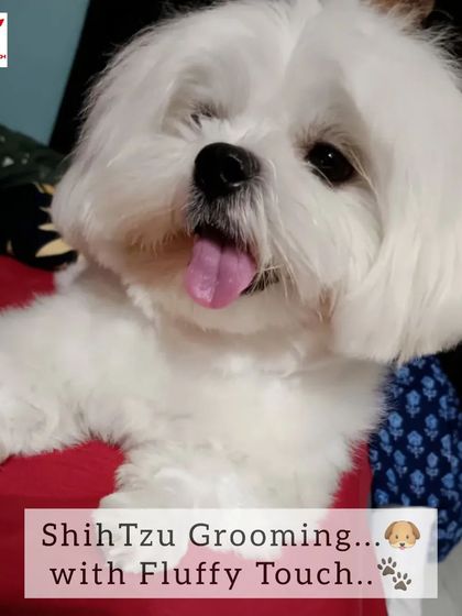 This cute Shih Tzu is looking fresh after its grooming with Fluffy Touch. I make sure every pet feels like a star.