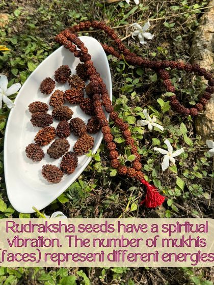 The sacred Rudraksha tree grows in our forest. We watch its flowers bloom and its seeds develop, which are traditionally used to make malas for meditation and spiritual practice.