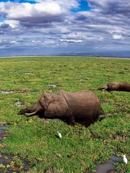 An elephant herd takes a nap in the middle of the vast Amboseli swamp. It's a rare and peaceful sight to see these giants so vulnerable and at rest.