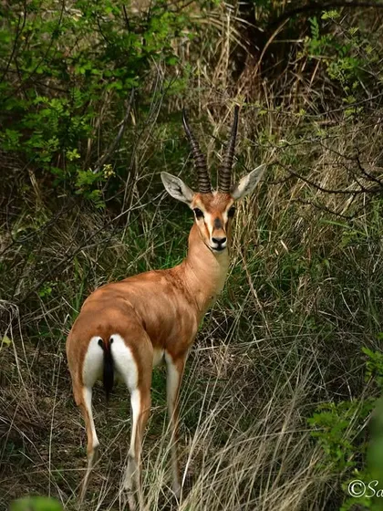 A habitat shot of a Chinkara in the Bhigwan Grasslands. Showing the animal in its environment tells a more complete story of its life and the ecosystem it depends on.