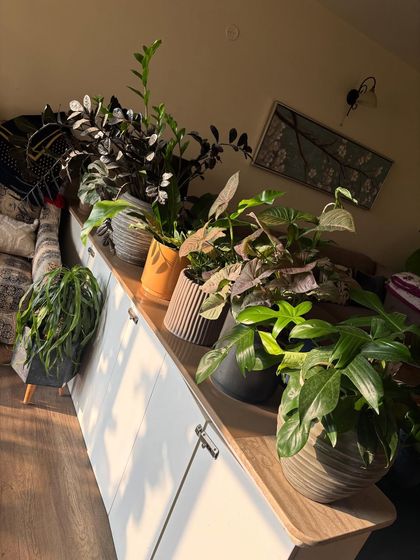 There's nothing like the morning sun hitting your indoor plants. This collection of assorted plants on a white cabinet is soaking up the golden hour light, a sight that every plant parent loves.