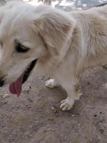 Petspace - Dog Boarding The Happy Faces Gallery photo 9