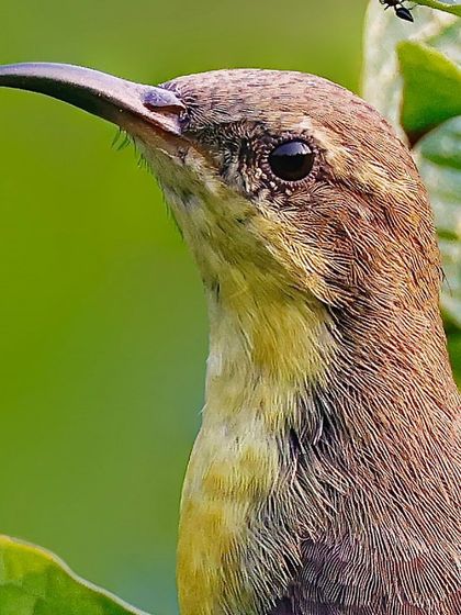 A macro shot of a female Purple Sunbird. The image focuses on its long, decurved beak, designed for sipping nectar, and the subtle olive and yellow tones of its plumage.