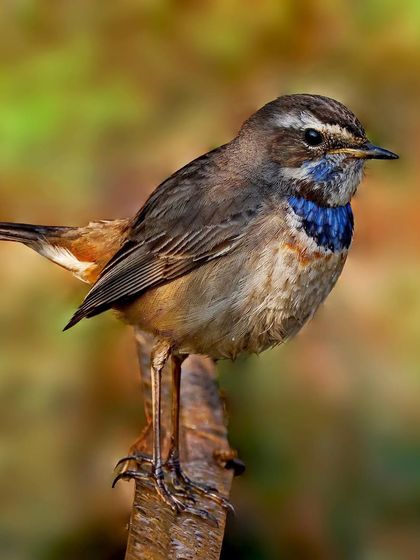 A Bluethroat perches on a vertical piece of wood. The full-body shot showcases its slender legs and the subtle brown patterns on its wings.
