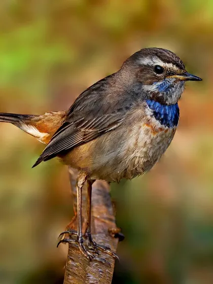 A Bluethroat perches on a vertical piece of wood. The full-body shot showcases its slender legs and the subtle brown patterns on its wings.