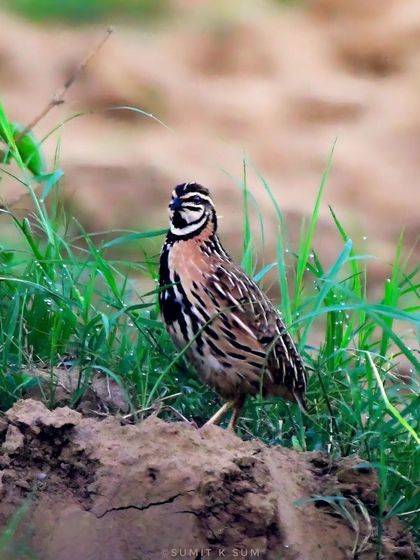 The Rain Quail in its habitat, showing how its striped plumage helps it blend in with the surrounding grasses.