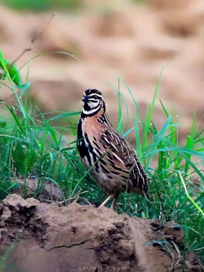 The Rain Quail in its habitat, showing how its striped plumage helps it blend in with the surrounding grasses.