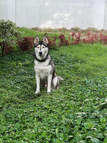 PL Paws - Animal Rescue & Rehabilitation Happy Tails: Our Adoption Stories photo 57