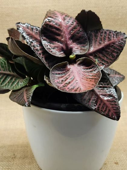A close up of a Cryptanthus, also known as Earth Star. This plant is prized for its unique, star shaped rosette and striking pink and green variegated leaves, making it a great choice for terrariums or as a small potted plant.