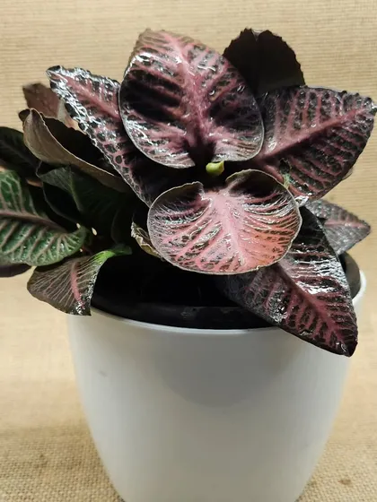 A close up of a Cryptanthus, also known as Earth Star. This plant is prized for its unique, star shaped rosette and striking pink and green variegated leaves, making it a great choice for terrariums or as a small potted plant.