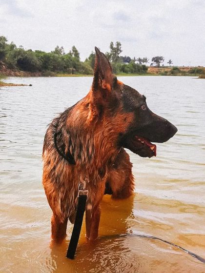 For a reactive dog like Theo, a crowded park is stressful, but a quiet lake is heaven. A huge part of managing reactivity is providing decompression walks in nature, allowing them to sniff, swim, and just be a dog away from their triggers.