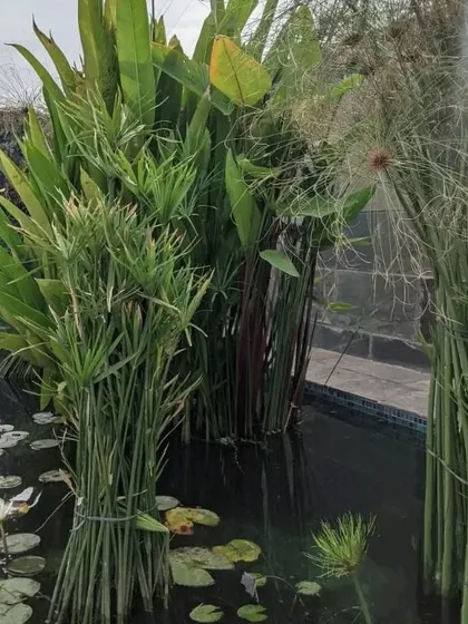 A close-up of a pond ecosystem I designed, featuring water lilies and papyrus. Water features are central to my work, bringing a sense of tranquility and attracting local wildlife to the garden.