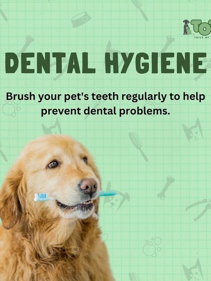 Tails of the City - Pet Grooming Tips for Pet Parents photo 12