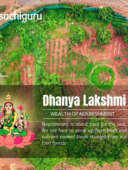 Dhanya Lakshmi, the wealth of nourishment. We serve up farm-fresh, nutrient-packed foods straight from our food forests, because nourishment is food for the soul.