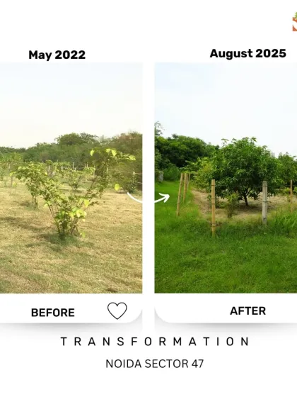 In May 2022, the saplings at Noida Sector 47 were small and the land was dry. By August 2025, the same spot is a lush, green landscape, demonstrating the long-term success of our patient and consistent reforestation work.