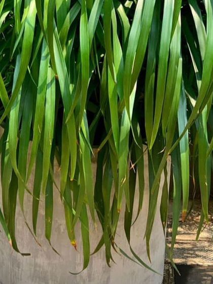 Rakshith Landscaping - Landscape Design & Installation Plant & Tree Supply photo 34