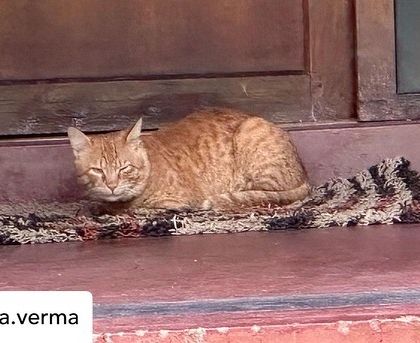 One of our friendly resident cats enjoying a nap on a doormat, perfectly at home in the serene environment of Ayurvedagram. Photo by a guest.