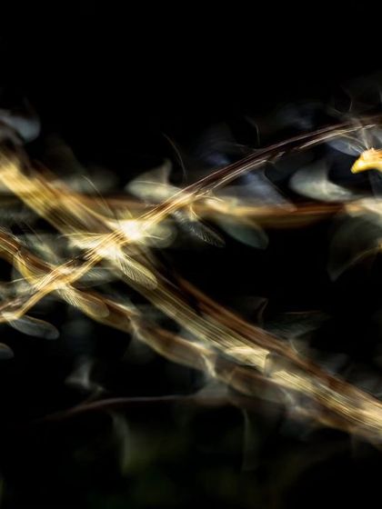 The crisscrossing light trails of termites create a chaotic yet beautiful abstract image.