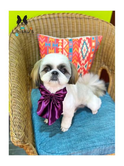 Furrybells Pet Grooming - Pet Grooming (Dogs & Cats) Breed-Specific Dog Styles photo 28