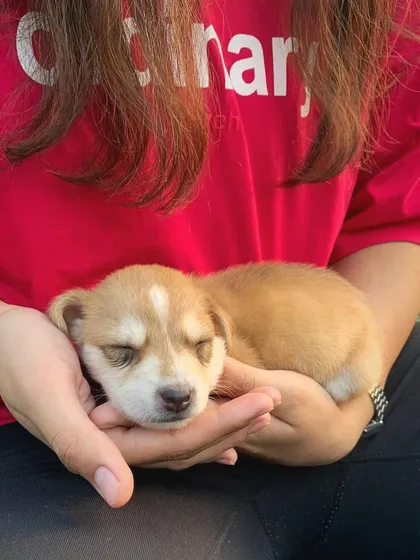A sleepy, light-colored puppy rests peacefully in the cupped hands of a participant, showcasing a moment of pure trust.