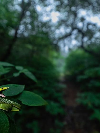 Rainforest Rendezvous: Macro & Herping photo 6