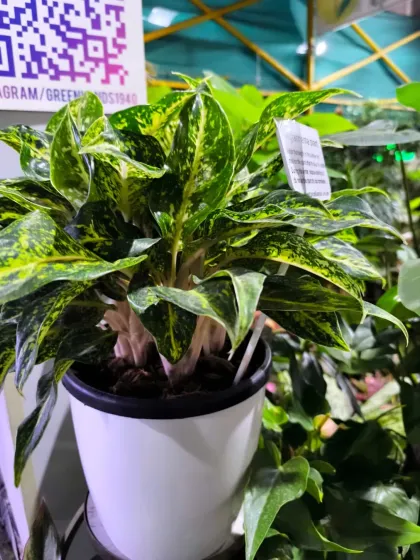 For Women's Day, we have a stunning array of plants to delight the special women in your life. From mini landscapes and terrariums to elegant potted plants, a green gift is a gift of life.