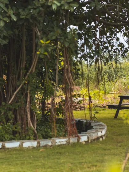 A quiet corner of our Ananthagiri campsite, featuring a picnic table set under a large banyan tree. It's one of the many spots where you can relax, have a meal, and enjoy the peaceful surroundings.