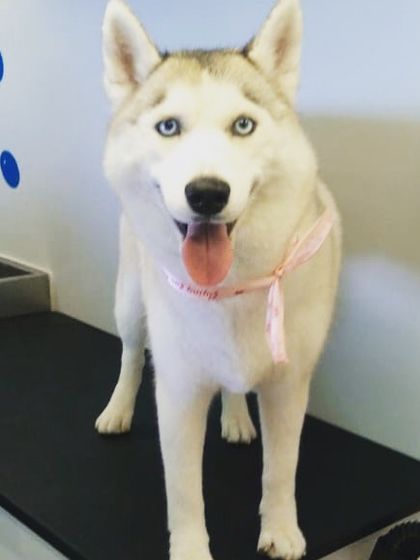 Those beautiful blue eyes! This white Husky is looking stunning after a professional grooming session.