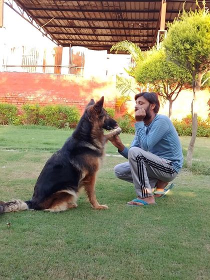 A gentle moment between our staff member and a majestic German Shepherd. We know how to handle and care for large, intelligent breeds with confidence and respect.