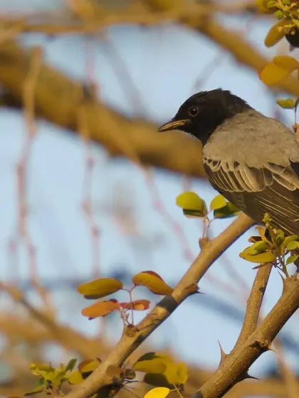 A Black-headed Cuckooshrike perched in a tree, with autumn-colored leaves adding warmth to the scene. This portrait captures the bird in a quiet, observant moment.