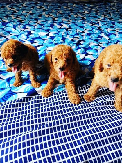 A trio of happy red Toy Poodle puppies sitting together. They are all alert, healthy, and ready to bring their intelligent and playful energy to a new home.