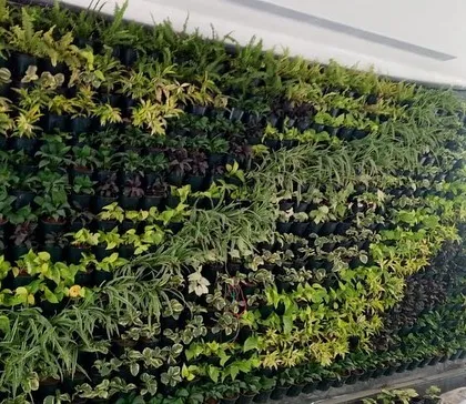 A living wall I designed and installed to transform a plain surface into a breathtaking vertical garden. This solution is perfect for adding a significant amount of greenery without sacrificing floor space, making a bold statement in lobbies or reception areas.