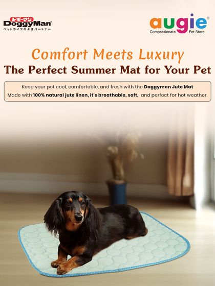 Augie Pets - Pet Supplies Playtime & Cozy Comforts photo 8