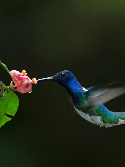 A flash of iridescent blue and green, this White-necked Jacobin hummingbird is captured mid-flight in the Costa Rican rainforest. Photographing these birds requires immense speed and precision, freezing a moment that is usually a blur to the human eye.