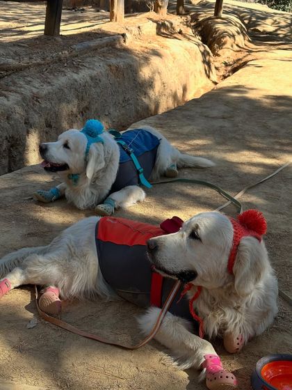 Deepthi - Dog Travel & Adventure Coaching Mountain & Trail Expeditions photo 17