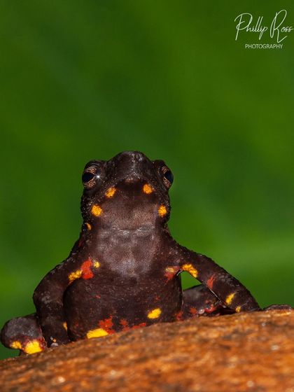 The Malabar Torrent Toad showing off its brightly colored underside. This coloration is a warning to predators, a defensive posture known as the unken reflex.