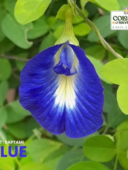 The enchanting Butterfly Pea flower, or Clitoria ternatea, dazzles with its vibrant blue petals. It's edible and famously used to make color-changing teas.