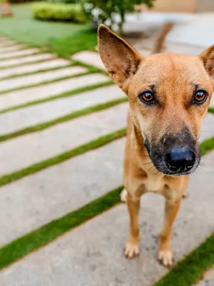 A close-up of the wide-angle shot, emphasizing those big, beautiful eyes and wet nose.