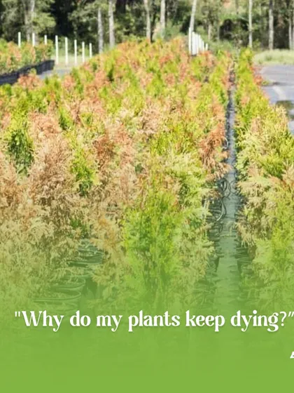 If you find your plants keep dying, there is likely an underlying issue with soil, light, or water. Our experts can diagnose the problem and bring your garden back to life.