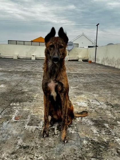Tingi, a 5-6 month old brindle Indie with striking ears, sitting on a rooftop. She is available for Pan-India adoption from Mohali.