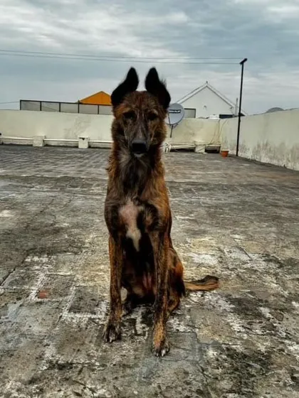 Tingi, a 5-6 month old brindle Indie with striking ears, sitting on a rooftop. She is available for Pan-India adoption from Mohali.