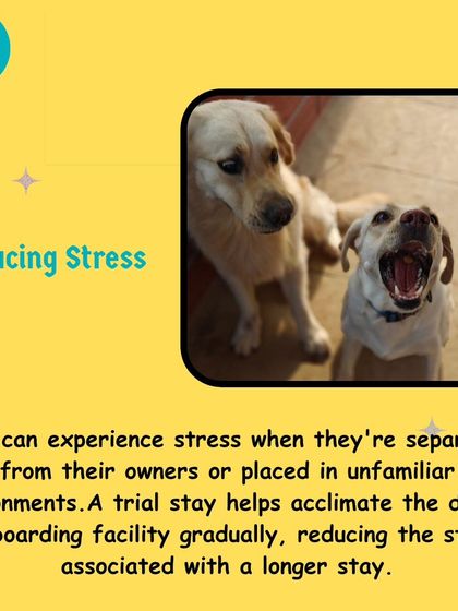 Poulomi Dhar - Dog Owner Coaching Choosing the Right Care for Your Dog photo 18