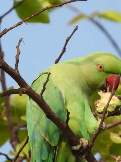 A beautiful collection of our feathered friends, from a shy robin to a majestic hornbill and a colorful parakeet. Can you recognize any of them?