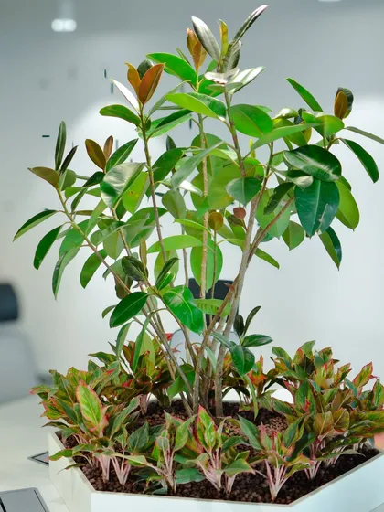 This compact tabletop arrangement brings a touch of nature directly to the workspace. A combination of a small Ficus tree and colorful Aglaonema plants creates a miniature garden that boosts mood and productivity.