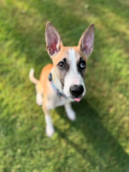 A little tongue-out blep from Rocket. He's as goofy as he is cute.