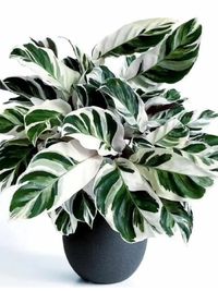 Plant Gifting Service