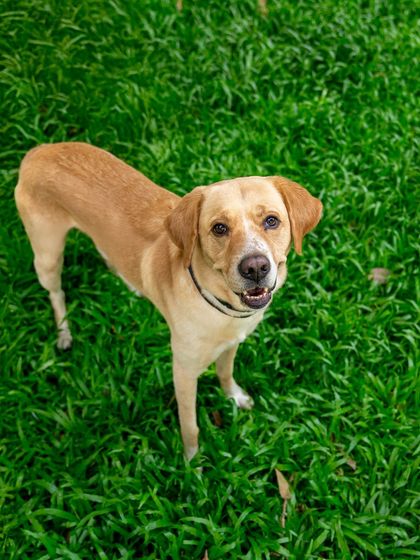 Pawparazzi By Prathima - Pet Milestone Photography The Unspoken Bond: Quiet Moments photo 8