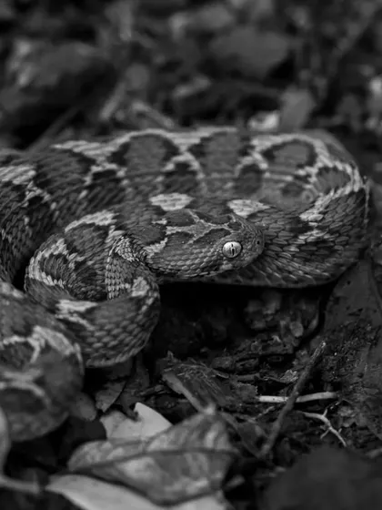 The intricate patterns of a Saw-scaled Viper, one of India's 'Big Four' venomous snakes. I shot this in monochrome to emphasize the texture and deadly beauty of its scales, which it rubs together to create a warning sound.